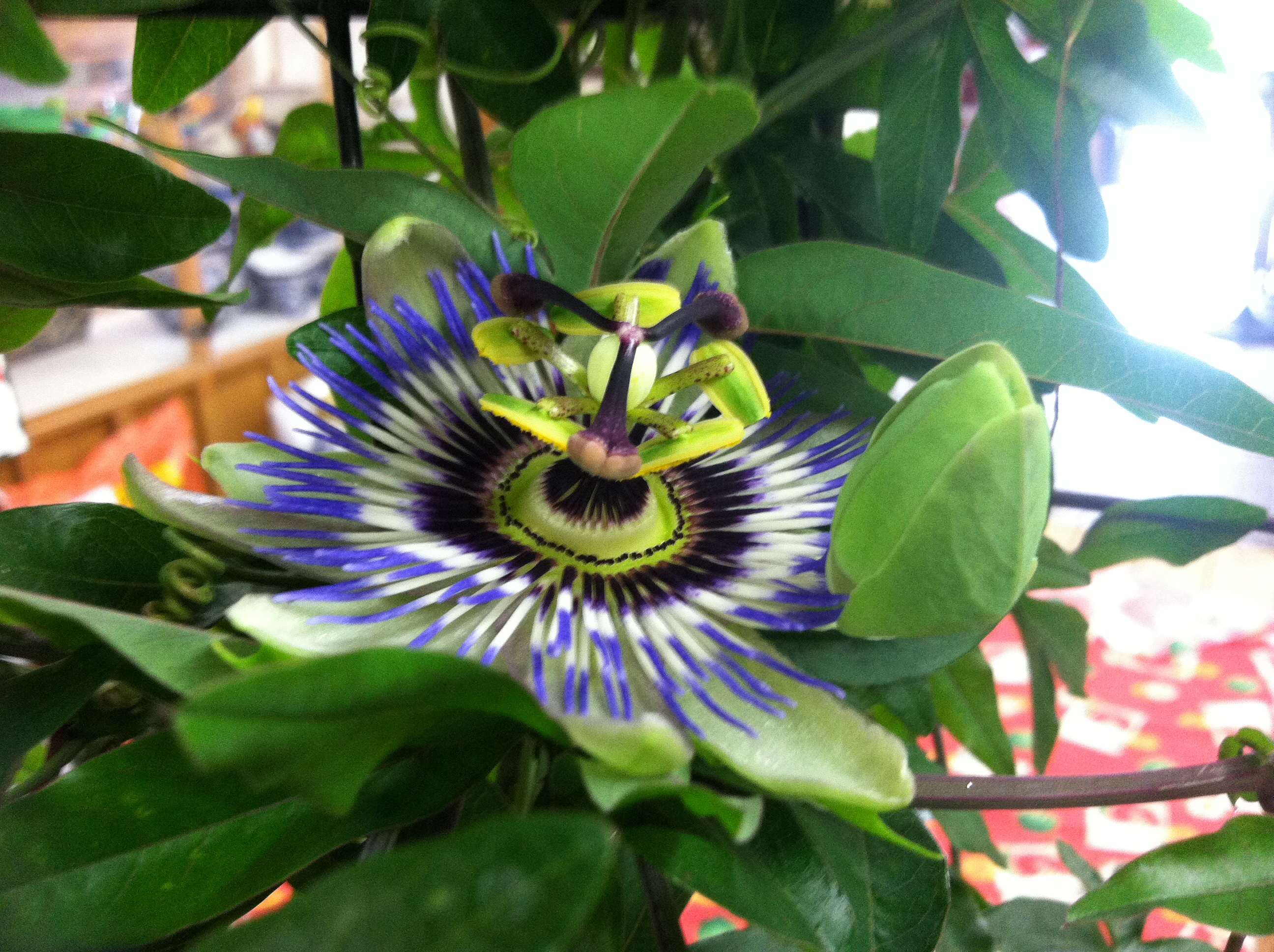 Carolyn Douberly Jeffcoat