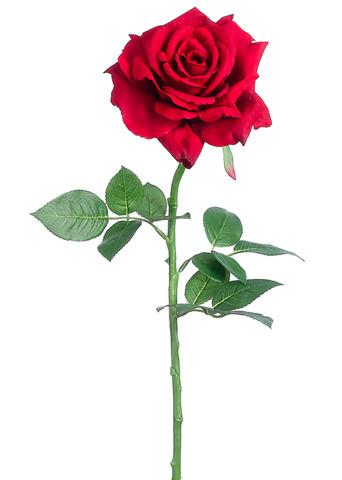 Cheri Ann Maselowitch