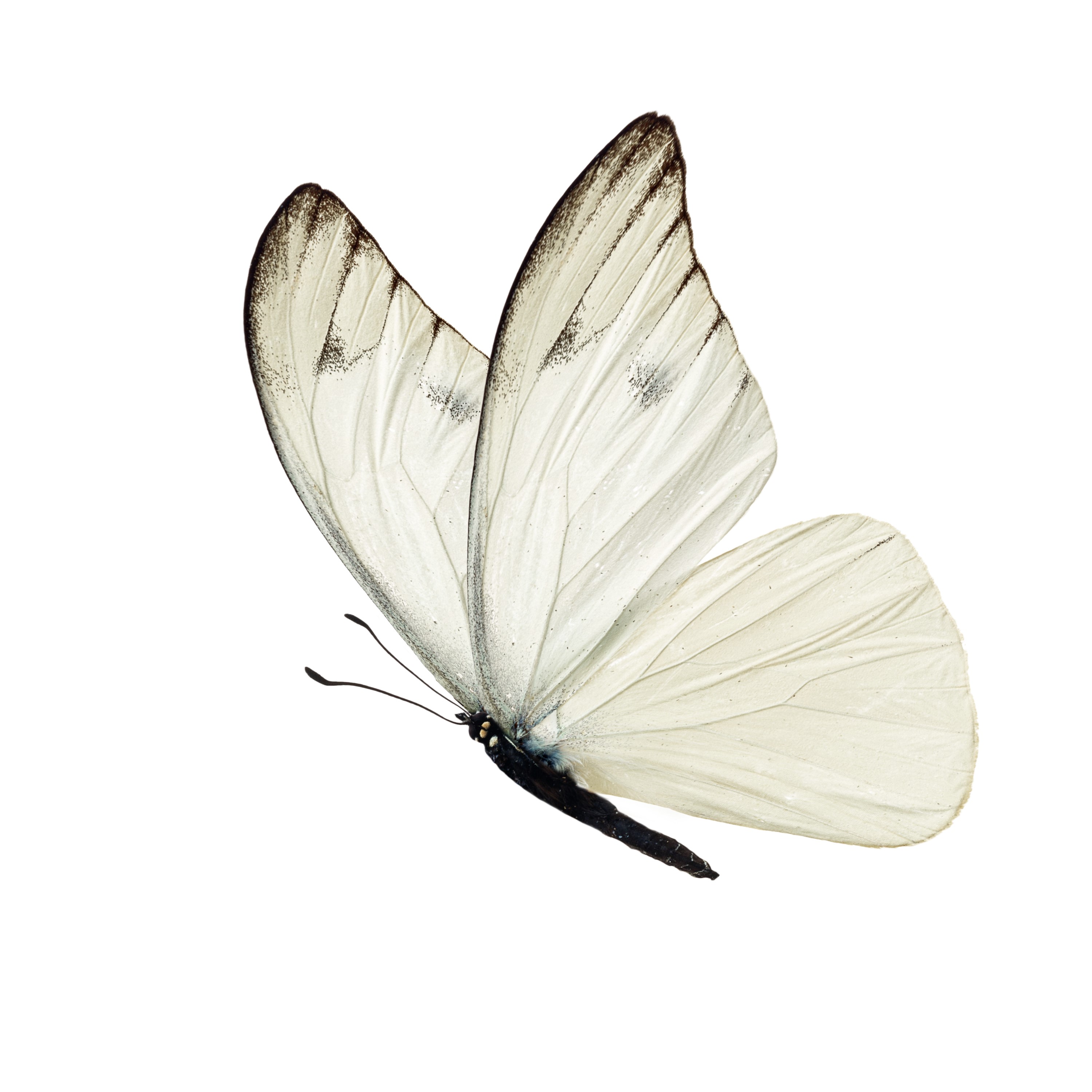 Dorothy June Hendricks Saunders